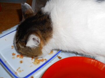 3月17日（21）仮