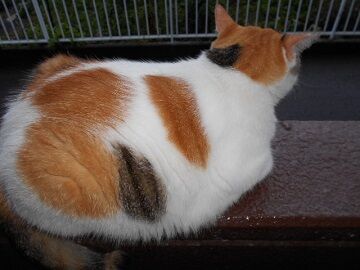 9月7日（5-15）仮