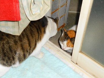 12月8日（51）仮