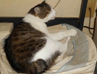 6月26日（40）仮