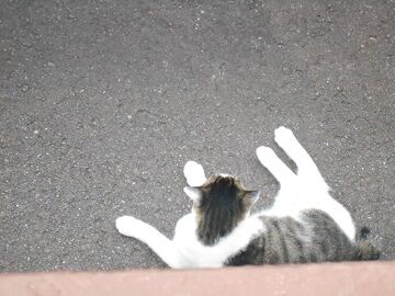 7月31日（46）仮