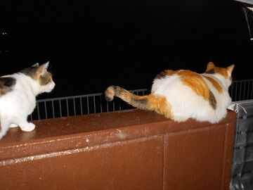 6月22日（27）仮