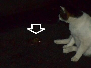 6月22日（29）仮