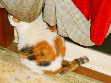 3月24日（30）仮