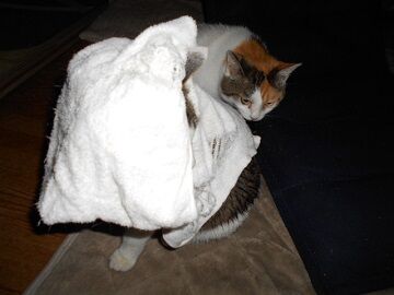 6月25日（19）仮