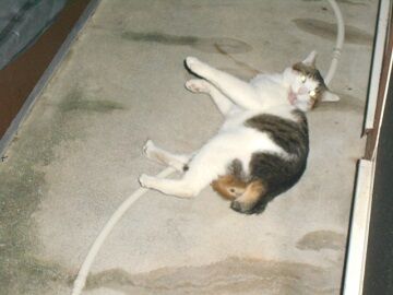 10月5日（10）仮