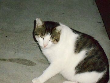 8月14日（40）仮