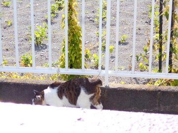 5月24日（11）仮