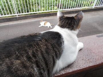 7月31日（72）仮