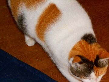 11月6日（16）仮