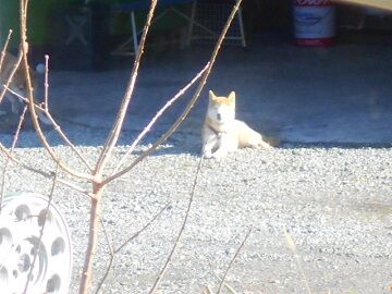 12月4日（21）仮