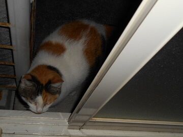 8月21日（45）仮