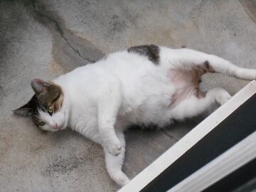 8月17日（12）仮