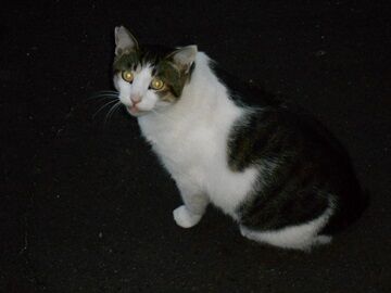 10月1日（5-13）仮