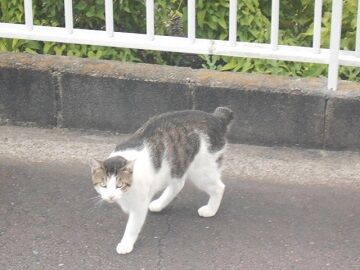 7月26日（89）仮