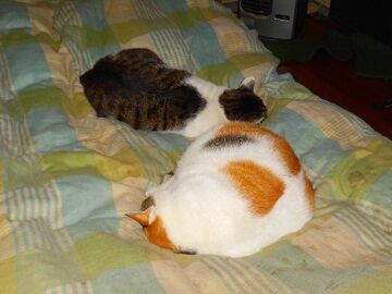 11月14日（7）仮