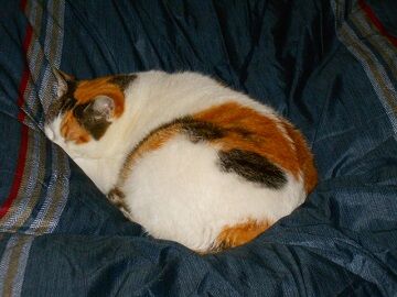 12月6日（16）仮