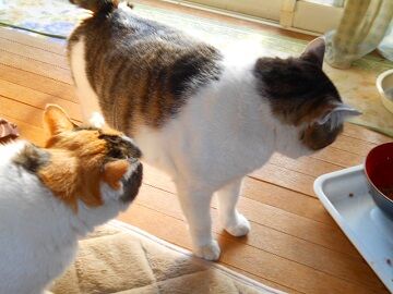 3月18日（18）仮