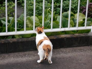 7月31日（64）仮