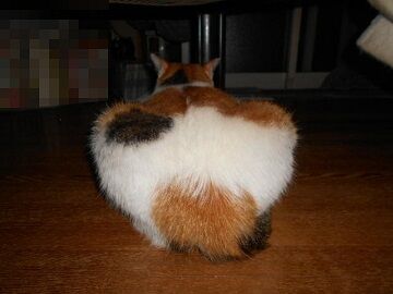 10月12日（6）仮