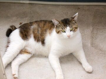 5月28日（31）仮