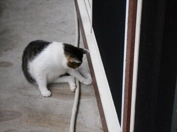 7月30日（33）仮