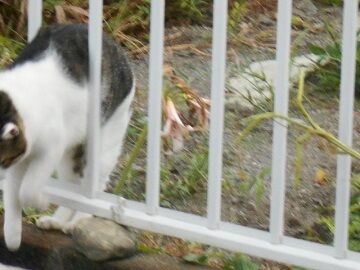 8月24日（43）仮