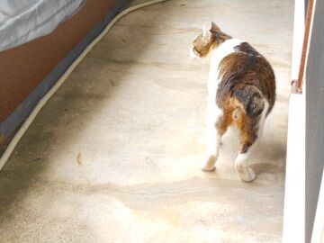 5月25日（14）仮