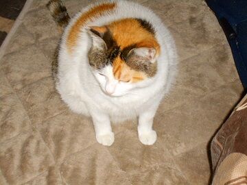 6月12日（10）仮