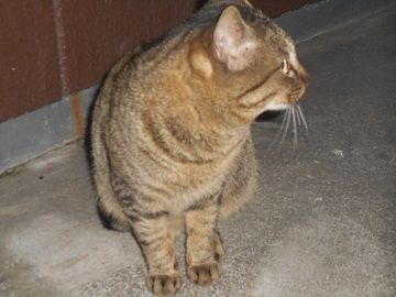 来ふぅ~。