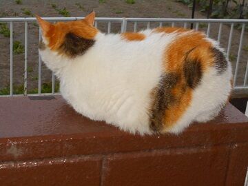 5月30日（38）仮