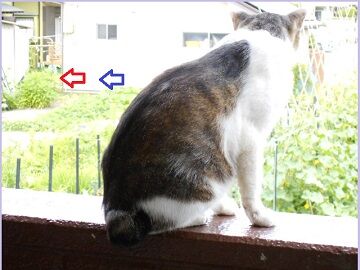 6月18日（45）仮