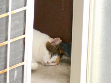 9月14日（12-1）仮