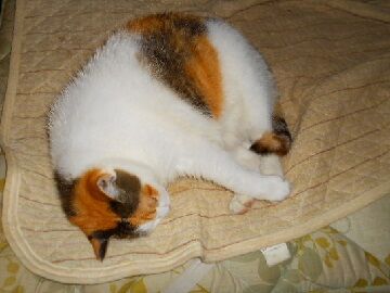 10月15日（6）仮