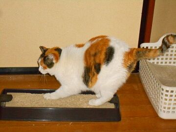 3月24日（25）仮