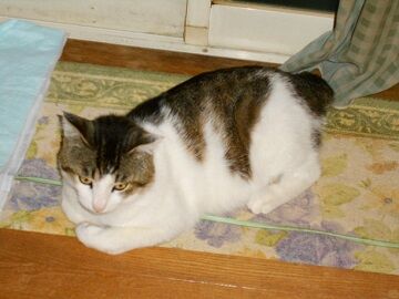 5月28日（54）仮