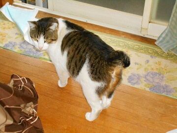 2月10日（62）仮