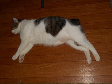 8月13日（21）仮