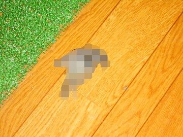 6月18日（17）仮