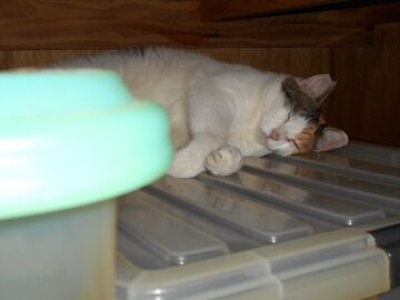 8月18日（24）仮