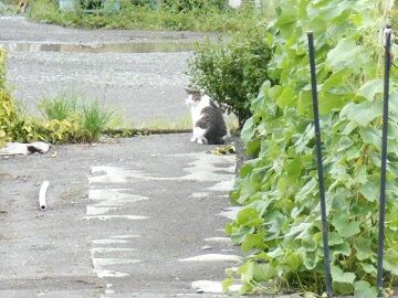 8月28日（95）仮