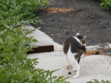 7月14日（15）仮