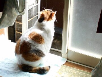 10月4日（42）仮