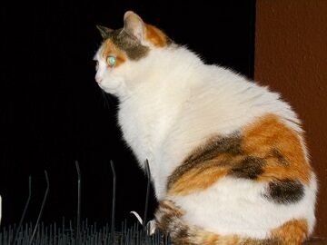 4月18日（101）仮