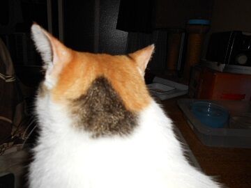 9月13日（18-9）仮