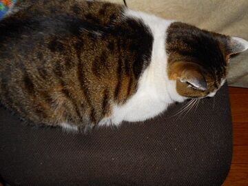 1月26日（14）仮