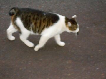 5月10日（16）仮