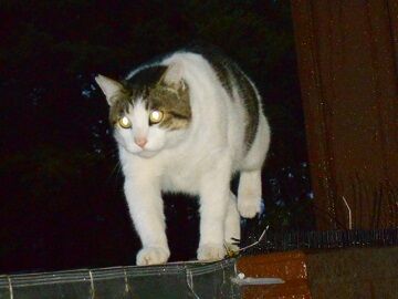 5月10日（72）仮