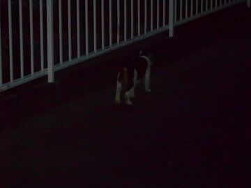 6月21日（33）仮