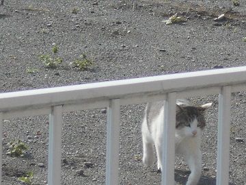 4月22日(25)仮